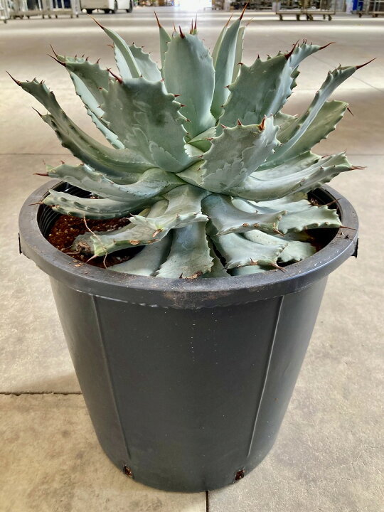 楽天市場】アガベ 雷神 12号 大型 ライジン 多肉植物 観葉植物  