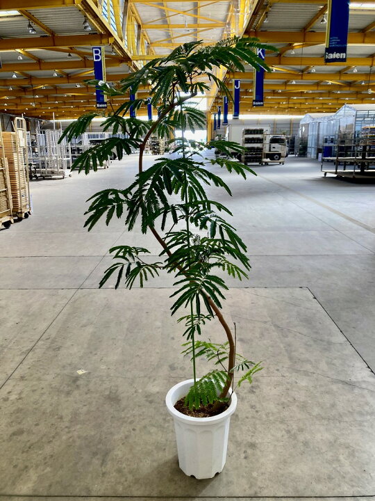 観葉植物 エバーフレッシュ170cm 10号 まがり