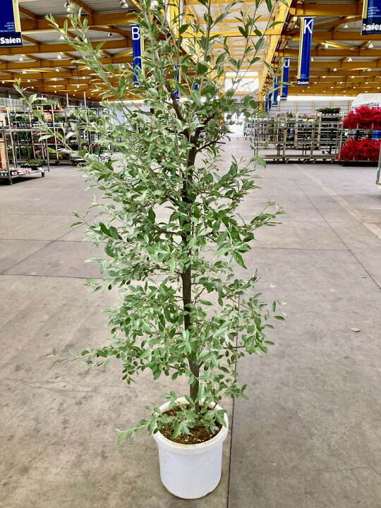 楽天市場】ロシアン・オリーブ 10号 グミ科 観葉植物 オリーブ 販売 苗 