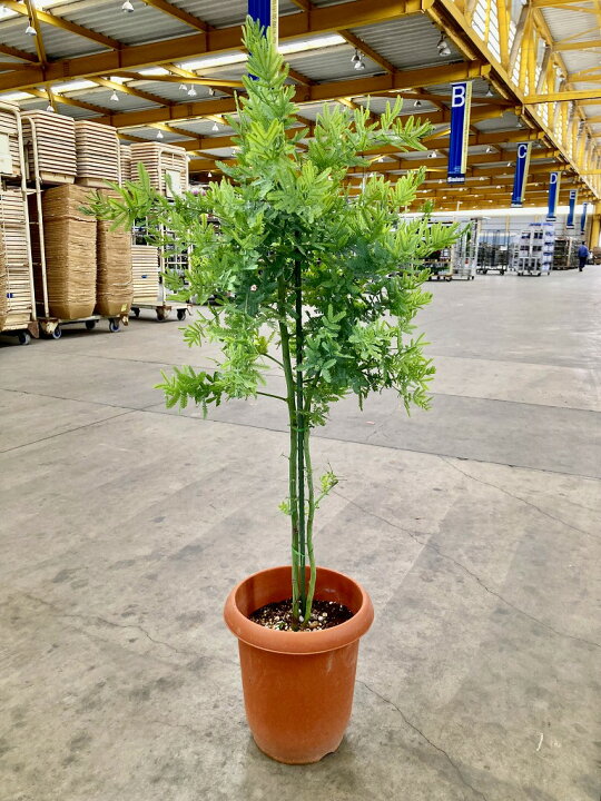 楽天市場】アカシア ミモザ 8号 マメ科 観葉植物 シルバーリーフ 販売 