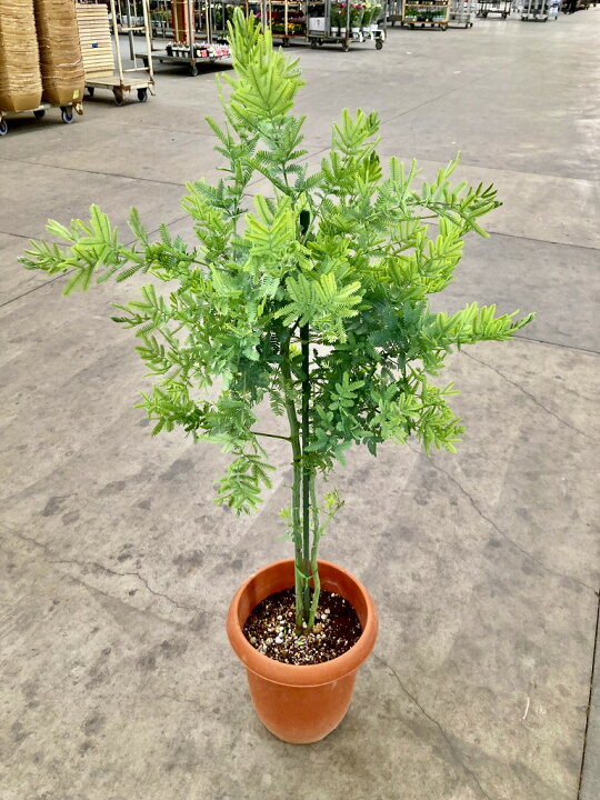 楽天市場】アカシア ミモザ 8号 マメ科 観葉植物 シルバーリーフ 販売 