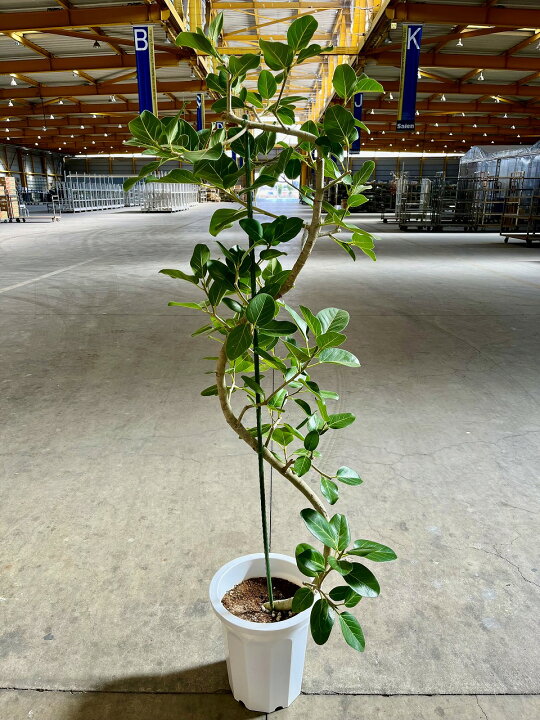 楽天市場】ベンガレンシス 曲がり 10号 観葉植物 ベンガル フィカス 大 