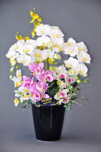 ؂ȌG}AWiԁj 蕨EMtgE̓EVzjEJXjEaELOEƎEw G}Ԃ̍Yi 24Ԍʎ̃_uR[eBOysmtb-sz