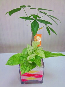 観葉植物 ハイドロカルチャー 寄せ植えの人気商品 通販 価格比較 価格 Com