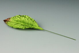 布花・アートフラワー用リーフ バラリーフ 茶ボカシ(大) 10枚入り【ネコポス可】Art Flower Various Leaves Rose Leaf, Brown Gradation, L-Size, 10 Pieces