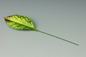 zԁEA[gt[p[t o[t {JV() 10ylR|XzArt Flower Various Leaves Rose Leaf, Brown Gradation, M-Size, 10 Pieces