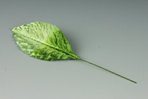 zԁEA[gt[p[t o[t {JV() 10ylR|XzArt Flower Various Leaves Rose Leaf, White Gradation, L-Size, 10 Pieces