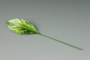 zԁEA[gt[p[t o[t {JV() 10ylR|XzArt Flower Various Leaves Rose Leaf, White Gradation, S-Size, 10 Pieces