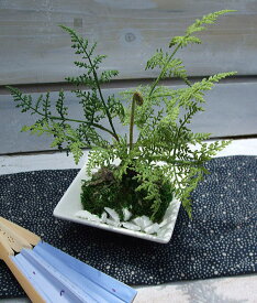 楽天市場 和風 観葉植物 花 観葉植物 花 ガーデン Diyの通販