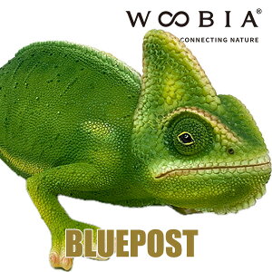 yzCeA E[rA u JIΉFH14177-1EECOւ͔s[J[Fwoobia E[rA tBMA G݃Aj}