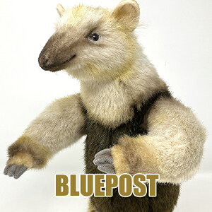 HANSA BH8137 RANC-TAMANDUA-nT̃Aȓʂ