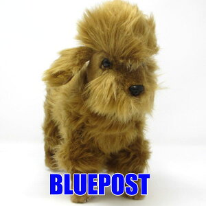 yXg1_zmnTnm6786nv[h30hansa v[h@poodle hansa HANSA Aȓ̂ʂ