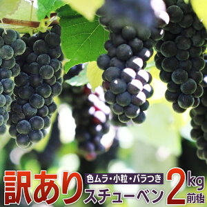 yGg[5{24ԌN[|zzzyX`[xzԂǂ uhE 2025NY ʌ XY n X`[x 2kg 󂠂  ƒp Â SSS