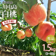 【24時間限定クーポン配布中】【先行予約 特秀】白桃 桃 momo モモ 送料無料 川中島 白桃 秀品 2026年産 …