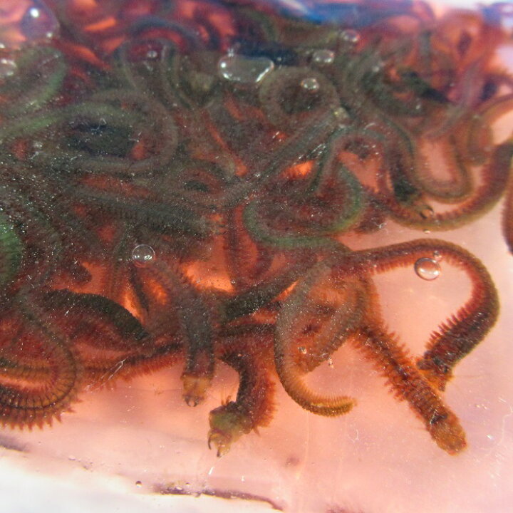 楽天市場 gゴカイ 釣り餌 えさ ゴカイ 石ゴカイ 冷凍エサ Blue Earth Fishing 楽天市場 gゴカイ 釣り餌 えさ ゴカイ 石ゴカイ 冷凍エサ Blue Earth Fishing