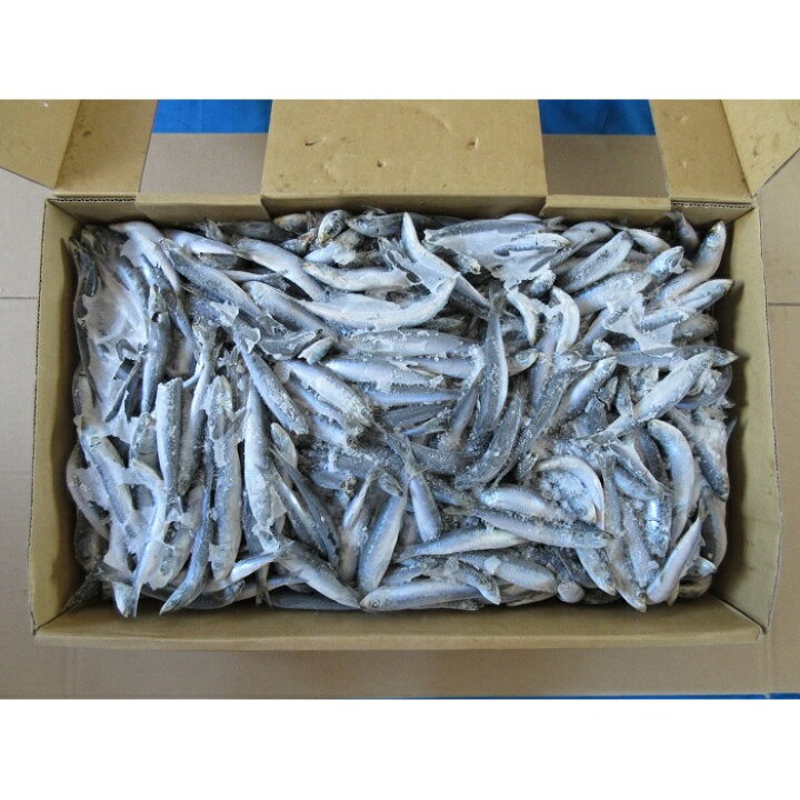 楽天市場 いわし10kg板 小 釣り餌 えさ イワシ 冷凍板 同梱不可 冷凍エサ Blue Earth Fishing