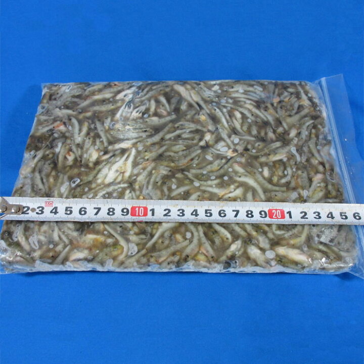 楽天市場 小ハゼ１kg板 釣り餌 えさ コハゼ 冷凍板 冷凍エサ Blue Earth Fishing