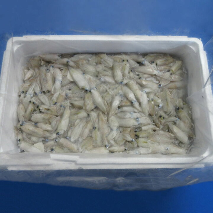 楽天市場 ヒイカ10kg板 釣り餌 えさ ひいか 冷凍板 同梱不可 冷凍エサ Blue Earth Fishing