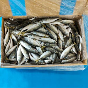 10kg() [ ނa AW s ⓀGT ]