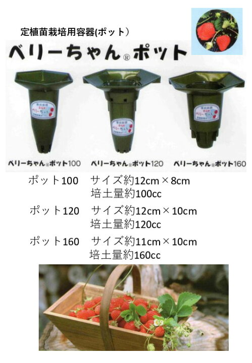 楽天市場 イチゴ 苗ポット 定植苗栽培用容器 ポット 業者様限定品 Dgk ベリーちゃんポット 100型 500個セット 送料無料 大和技研工業 日本製 bluegear 楽天市場 イチゴ 苗ポット 定植苗栽培用容器 ポット 業者様限定品 Dgk ベリーちゃんポット 100型 500個セット 送料無料 大和技研工業 日本製 bluegear