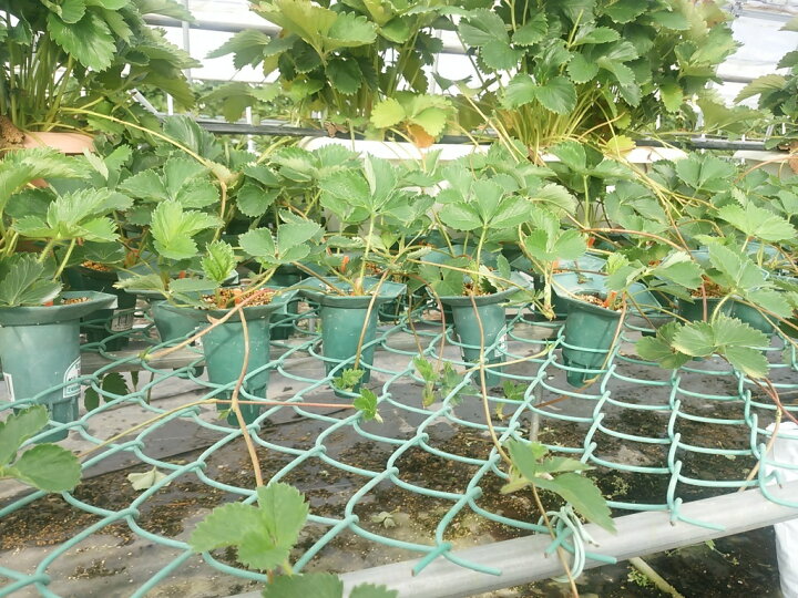 楽天市場】イチゴ 苗ポット 定植苗栽培用容器 ポット【業者様限定品 