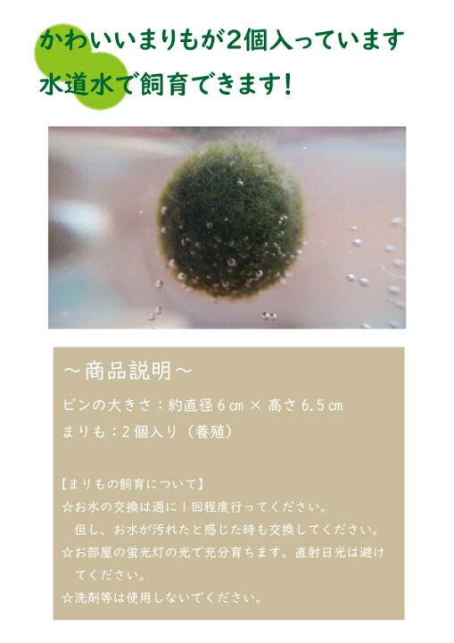 楽天市場 北海道産 養殖まりも 2個入りマリモ Marimo アクアリウム 瓶 飼育 かわいい お土産 癒し ペット インテリア 育成 緑 不思議 希少 藻 プレゼント 神秘的 植物 珊瑚 Blue Hands