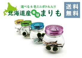 北海道産【養殖まりも】2個入りマリモ marimo アクアリウム 瓶 飼育 かわいい お土産 癒し ペット インテリア 育成 緑 不思議 希少 藻 プレゼント 神秘的 植物 珊瑚