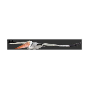 s-Aj} rbO tBMAV[YyԁEyJz݂艺igtBMAjpelican figure X/X/Ŕ/IuWF/fBXvC/V{/u/A[gʓr