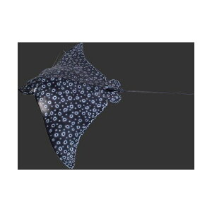 s-S184cmIC[OCiGCj eagle ray fish stingrayEtBMAE݂艺^CvigtBMAj X/X/Ŕ/IuWF/fBXvC/V{/u/A[g