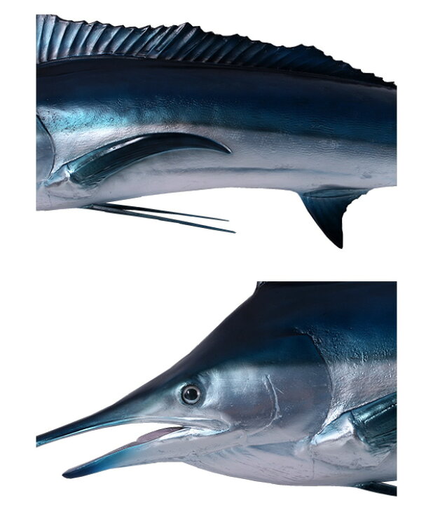 楽天市場】代引不可-魚 ブルーマーリン Blue Marlin メカジキ めかじき 
