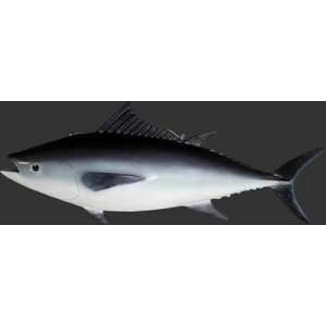 s-S117cmIci@܂EtBMAEǊ|^Cv܂ }O  tuna figure fish tBMAEǊ|^CvigtBMAj X/X/Ŕ/IuWF/fBXvC