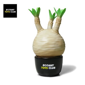BOTANY TOYS CLUB {^j[gCYNu Pachypodium Gracilius BASICver x[VbN yOLX pL|fBE OLX pL|fBEOLX \tr tBMA \trtBMA 򍪐A 