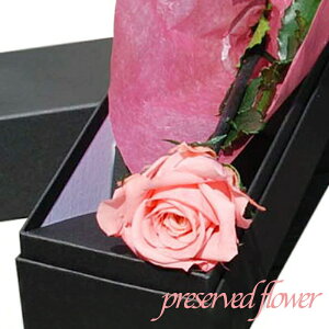 vU[uht[ K̃sN[Yio1{Yāj/ Ԃ̃MtgyRrjΉiz J lj LO  hV̓ LOi  ΂ bZ[WJ[h 80