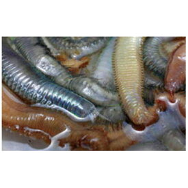 楽天市場 釣り 餌 マムシの通販