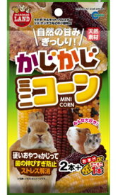 【マルカン】かじかじミニコーン　2本＋おまけ1本x36個（ケース販売）