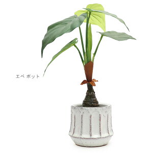 KI JAPANyP[ACWpz168768 Gy |bg AJVA G} L Rی A   tFCNO[ IV CeA u 