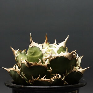 "Agave titanota" AKx `^m^ ybhLbgEB[Yz@Ǘ1749 AKx `^m^ ς Ɣ ԔL SlR codex R[fbNX A 򍪐A