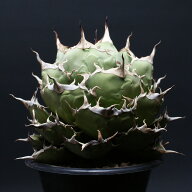 アガベ チタノタ【ペルシアンドワーフ】 "Agave titanota" 管理2489 観葉植物 室内 贈り物 プレゼント イ…
