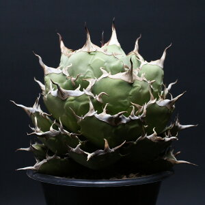 �A�K�x �`�^�m�^�y�y���V�A���h���[�t�z Agave titanota �Ǘ�2489 �ϗt�A�� ���� ���蕨 �v���[���g �C���e���A ������� �R�[�f�b�N�X coudex �����A�� �A�K�x�`�^�m�^