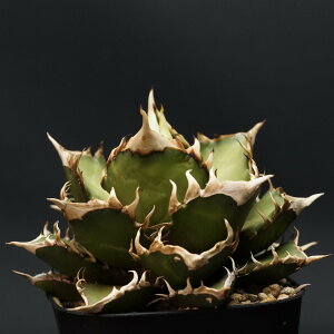 "Agave titanota" AKx `^m^ ybhLbgEB[Yz@Ǘ1671 AKx `^m^ ς Ɣ ԔL SlR codex R[fbNX A 򍪐A