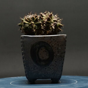 "Gymnocalycium" ギムノカリキウム 【T-REX】 管理2218 発根済み 鉢ごと発送 codex コーデックス 多肉植物 カクタス サボテン ギムノカリキウム TREX