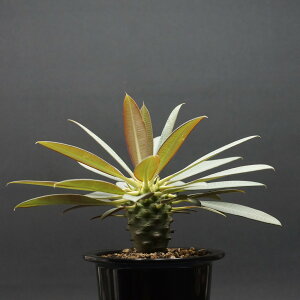 "Euphorbia pachypodioides" ���[�t�H���r�A �p�L�|�f�B�I�C�f�X �Ǘ�2222 �����ς� �����Ɣ��� codex �R�[�f�b�N�X �����A�� ���[�t�H���r�A