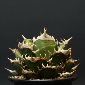 "agave titanota" AKx `^m^ybhLbgEB[YzǗ1765 ς Ɣ codex R[fbNX A 򍪐A `^m^