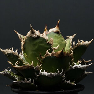 "Agave titanota" AKx `^m^ybhLbgEB[Yz@Ǘ1771 R[fbNX R[fbNX CODEX A A AKx 򍪐A ς  SlR `^m^