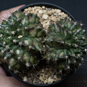 "Gymnocalycium" ギムノカリキウム 【T-REX】 管理1783 発根済み 鉢ごと発送 codex コーデックス 多肉植物 塊根植物