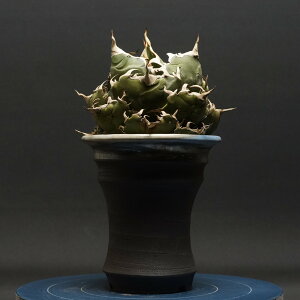 "agave titanota" AKx `^m^y~z Ǘ2250 ς Ɣ codex R[fbNX A `^m^ ~