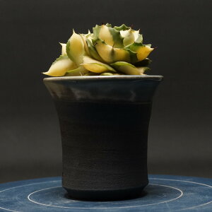"Agave potatorum variegata" AKx |^g@oGK[^ Ǘ2257 ς Ɣ codex R[fbNX A 򍪐A AKx AKxܗ_