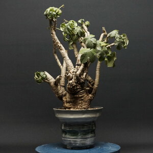 "Jatropha spicata" ���g���t�@ �X�s�J�[�^ �Ǘ�2271 �����ς� �����Ɣ��� codex �R�[�f�b�N�X �����A�� �򍪐A�� ���g���t�@