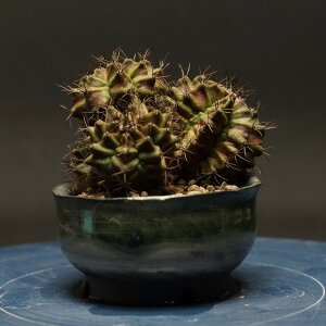 "Gymnocalycium" MmJLE yT-REXz Ǘ2275 ς Ɣ codex R[fbNX A 򍪐A T{e