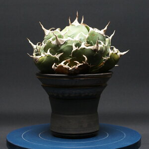 �A�K�x �`�^�m�^�y���~�z Agave titanota �Ǘ�2593 �ϗt�A�� ���� ���蕨 �v���[���g �C���e���A ������� �R�[�f�b�N�X coudex �����A�� �򍪐A�� ���픫 �A�K�x ���~